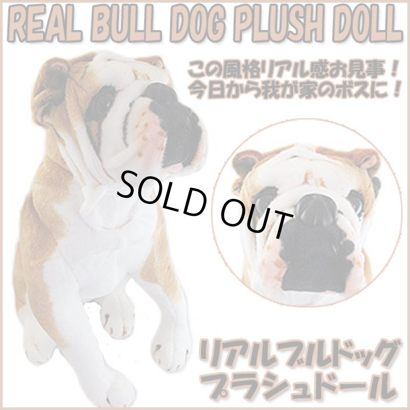 画像1: リアルブルドッグプラッシュドール （リアルサイズのアニマルインテリア 犬のオブジェ 玄関インテリア ブルドッグ置物） (1)