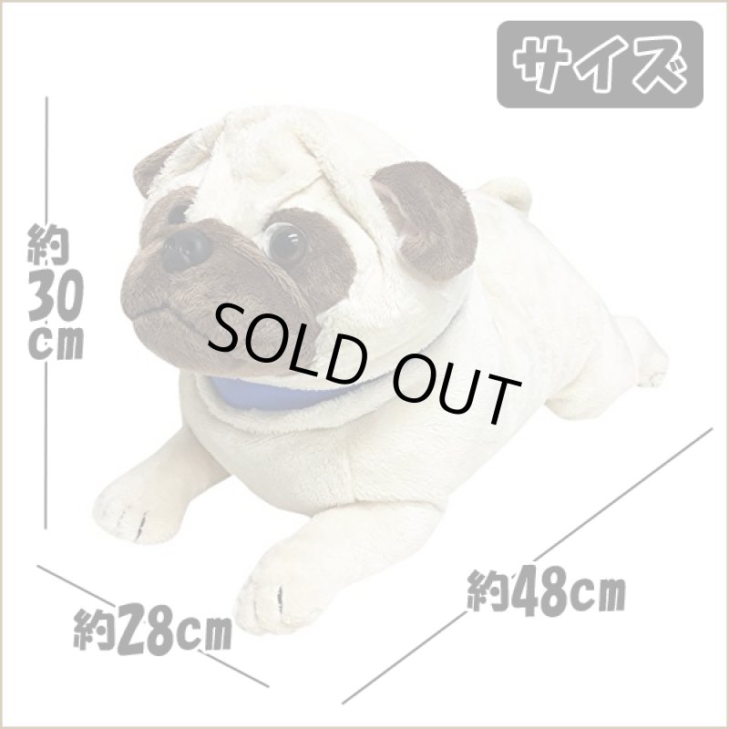 画像4: マイドッグ「パグ」 (まるで本物 ぬいぐるみ リアルサイズ 犬のインテリア 96cm ギフト プレゼント） (4)