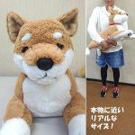 画像2: マイドッグ「柴犬」 (まるで本物 ぬいぐるみ リアルサイズ 犬のインテリア 60cm ギフト プレゼント） (2)