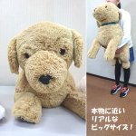 画像2: マイドッグ「ゴールデンレトリバー」 (まるで本物 ぬいぐるみ リアルサイズ ビッグサイズ 犬のインテリア 96cm ギフト） (2)