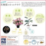 画像4: 光触媒フラワーアレンジ「カーネーションM」 (4)