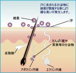 画像3: 医薬部外品デオドラントラヴィリン「ジュビリー」　 (3)