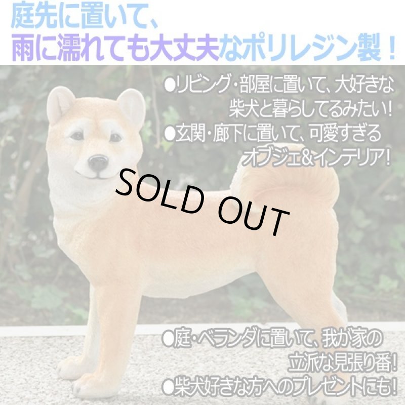 画像2: リアルなペットオブジェ「柴犬(大)」 (2)