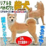 画像1: リアルなペットオブジェ「柴犬（大）」 (1)