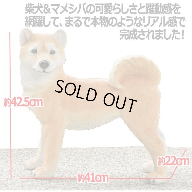 画像4: リアルなペットオブジェ「柴犬(大)」 (4)
