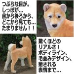 画像3: リアルなペットオブジェ「柴犬（大）」 (3)