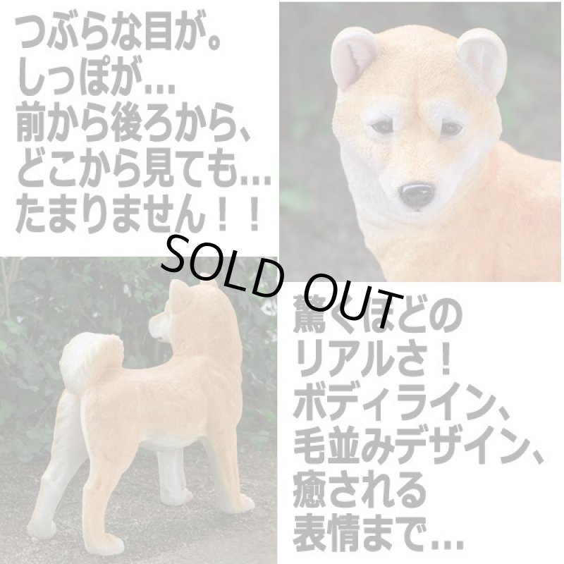 画像3: リアルなペットオブジェ「柴犬(大)」 (3)