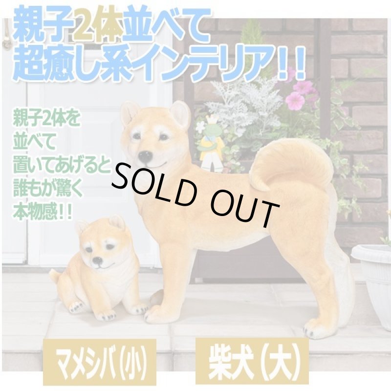 画像5: リアルなペットオブジェ「柴犬(大)」 (5)