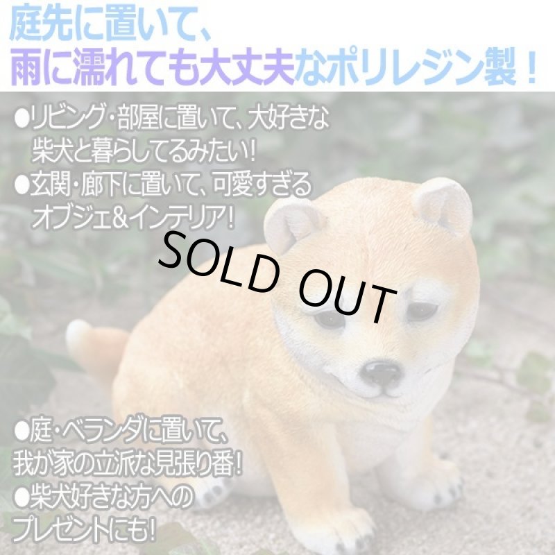 画像2: リアルなペットオブジェ「マメシバ（小）」 (2)