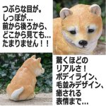 画像3: リアルなペットオブジェ「マメシバ（小）」 (3)