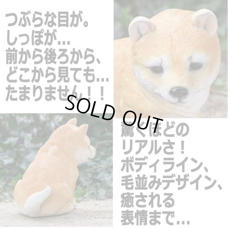 画像3: リアルなペットオブジェ「マメシバ（小）」 (3)