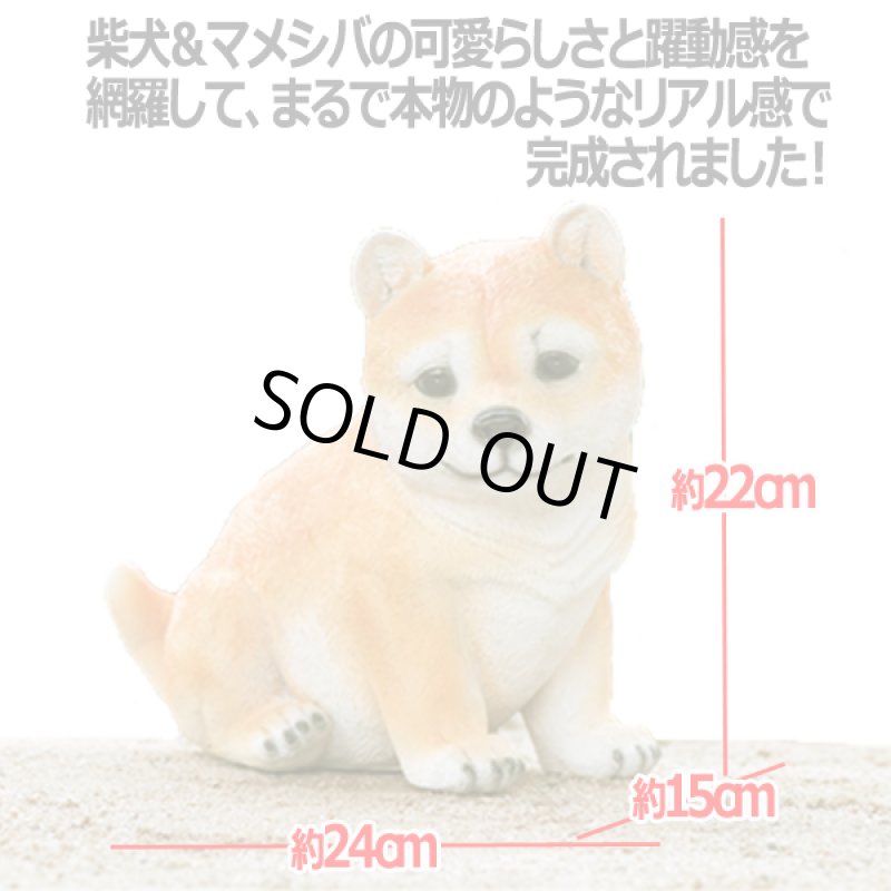 画像4: リアルなペットオブジェ「マメシバ（小）」 (4)