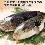 画像2: 国産とらふぐちり鍋セット1ｋｇ (2)