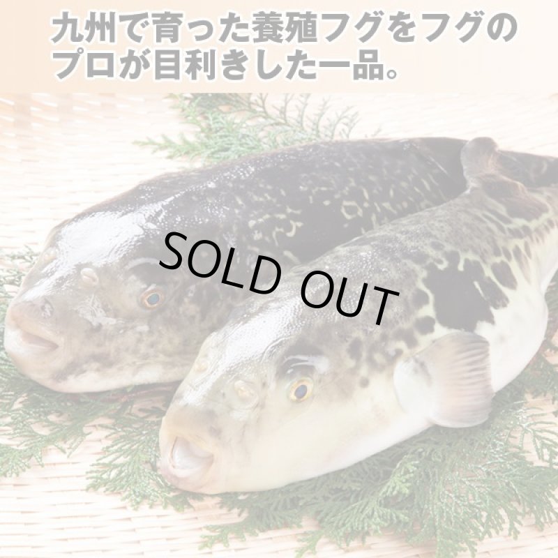 画像2: 国産とらふぐちり鍋セット1kg (2)