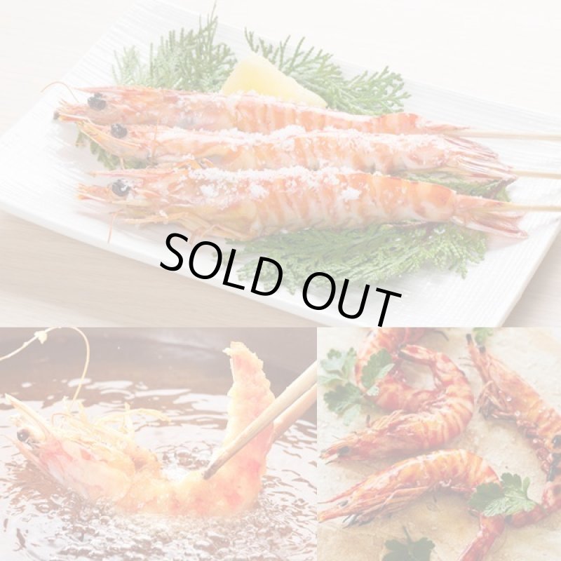 画像6: 年末おせち用「天草産車海老活〆生冷凍」 (6)