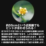 画像2: 送料無料！ビクセン双眼鏡アットシックス（at6）M6×18 (2)
