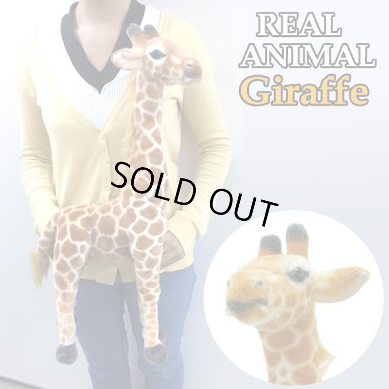 画像2: リアルアニマルキリンBIGぬいぐるみ (2)