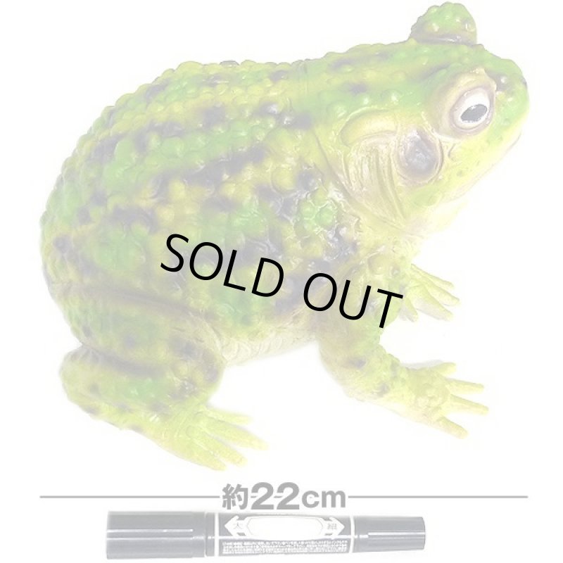 画像3: メガトノサマガエル (3)