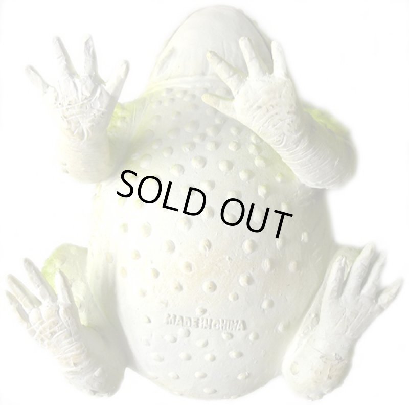 画像5: メガトノサマガエル (5)