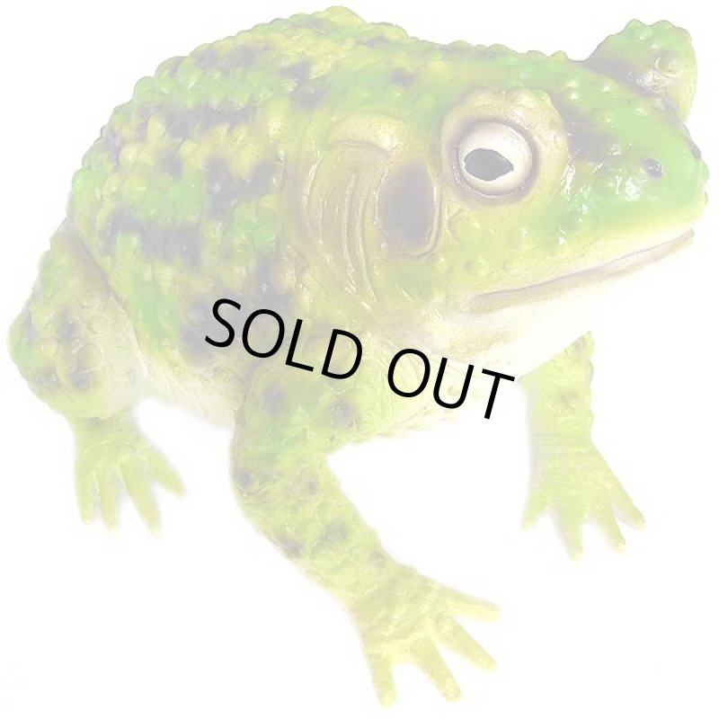 画像6: メガトノサマガエル (6)