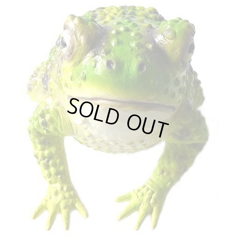 画像2: メガトノサマガエル (2)