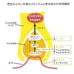 画像4: 薬用育毛剤「華林」 (4)