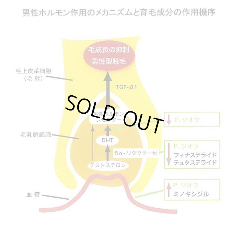 画像4: 薬用育毛剤「華林」 (4)