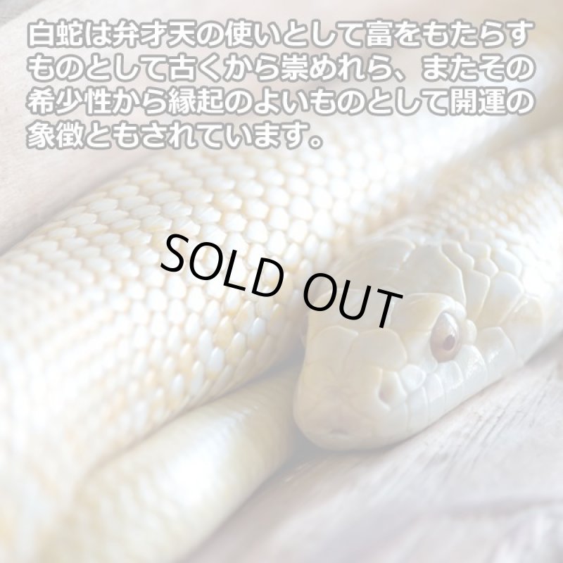 画像6: 開運白蛇ベルトSalavatore Marraサルバトーレマーラ機械式手巻き腕時計 (6)