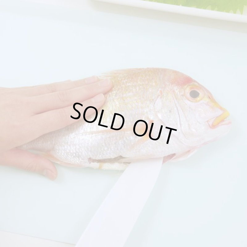 画像4: シェルパEX 抗菌まな板3枚入り＋ミニ1枚セット (4)