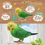 画像4: 毎日おしゃべり天才インコちゃん (4)