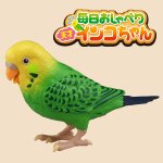 画像5: 毎日おしゃべり天才インコちゃん (5)