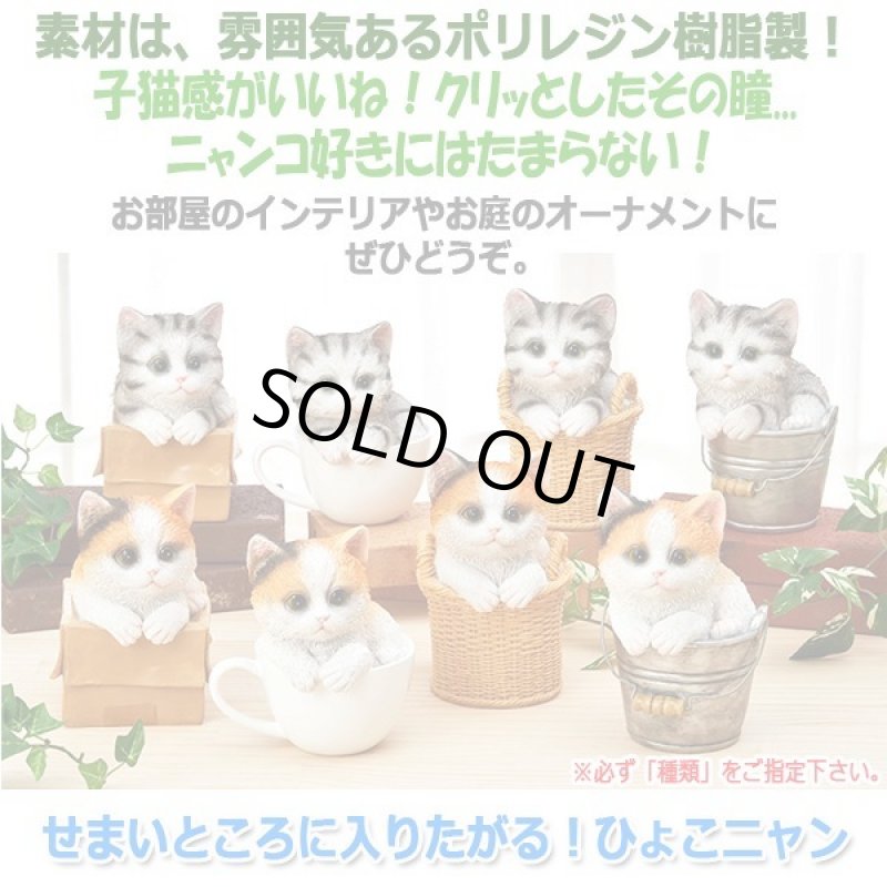 画像4: せまいところに入りたがる！ひょこニャン (4)