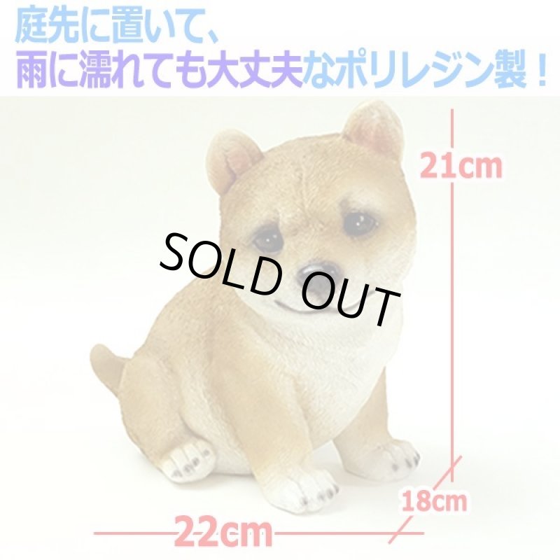 画像3: リアルなペットオブジェ「マメシバ（小）」III  (3)