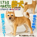 画像1: リアルなペットオブジェ「柴犬（大）」III  (1)