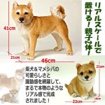 画像3: リアルなペットオブジェ「2体セット（柴犬＆マメシバ）」III  (3)