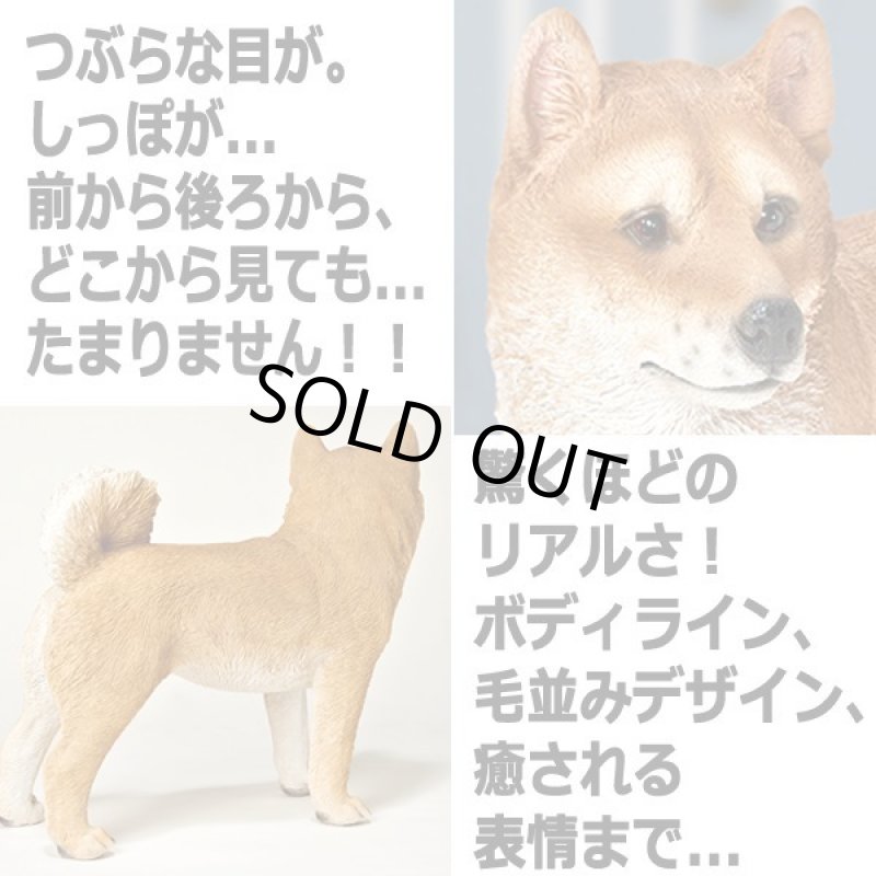 画像2: リアルなペットオブジェ「柴犬(大)」III  (2)