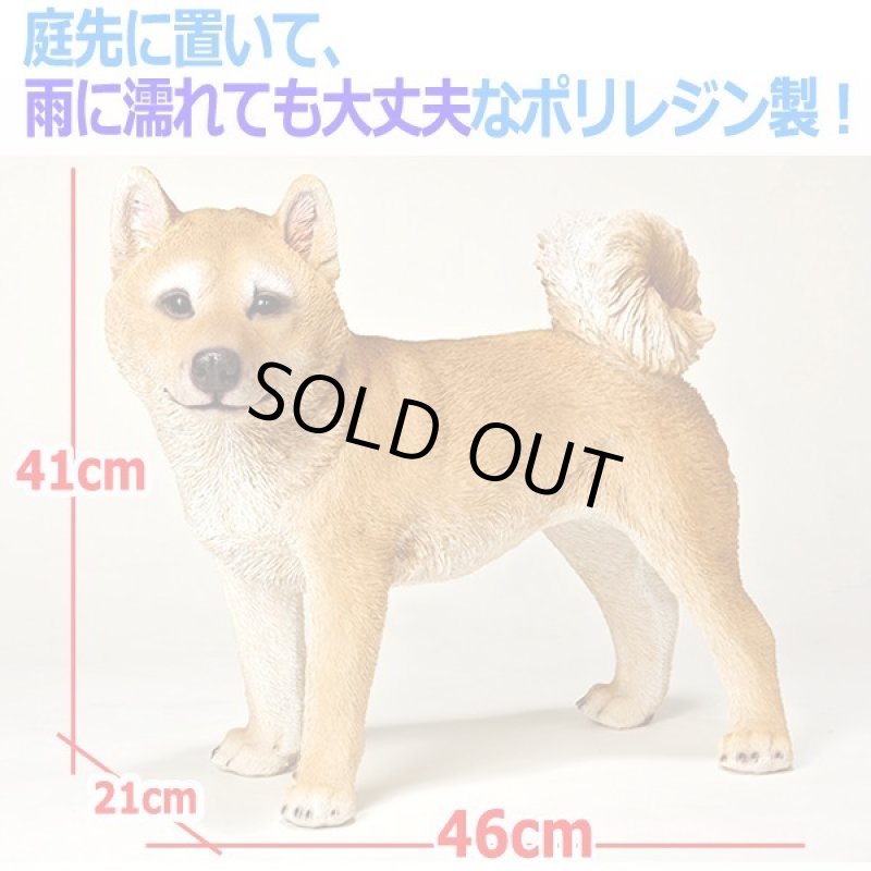 画像3: リアルなペットオブジェ「柴犬(大)」III  (3)