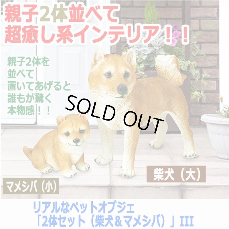 画像5: リアルなペットオブジェ「2体セット(柴犬&マメシバ)」III  (5)