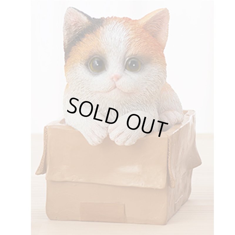 画像5: せまいところに入りたがる！ひょこニャン (5)