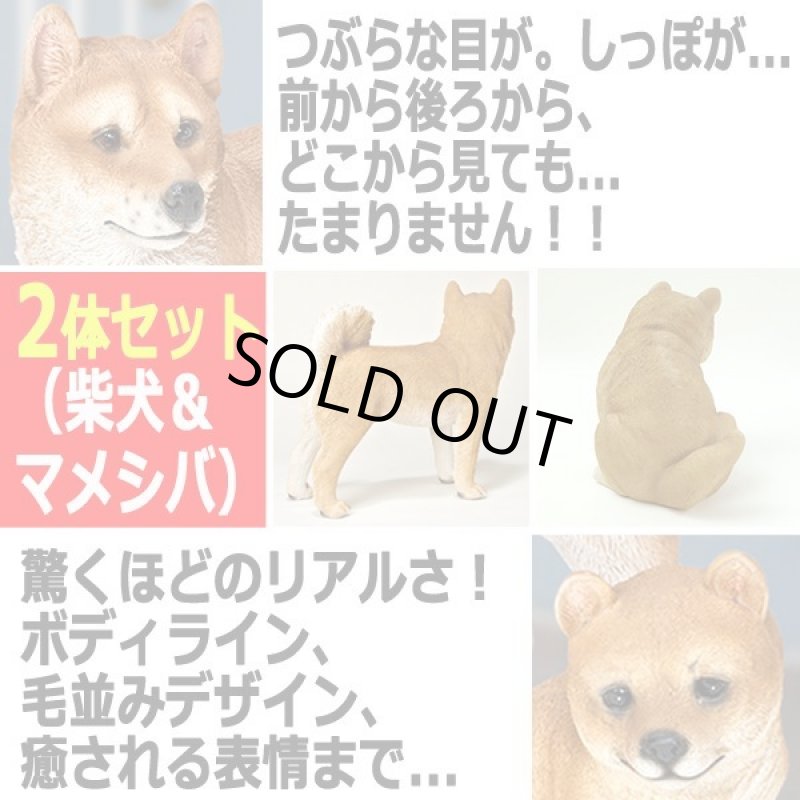 画像2: リアルなペットオブジェ「2体セット(柴犬&マメシバ)」III  (2)