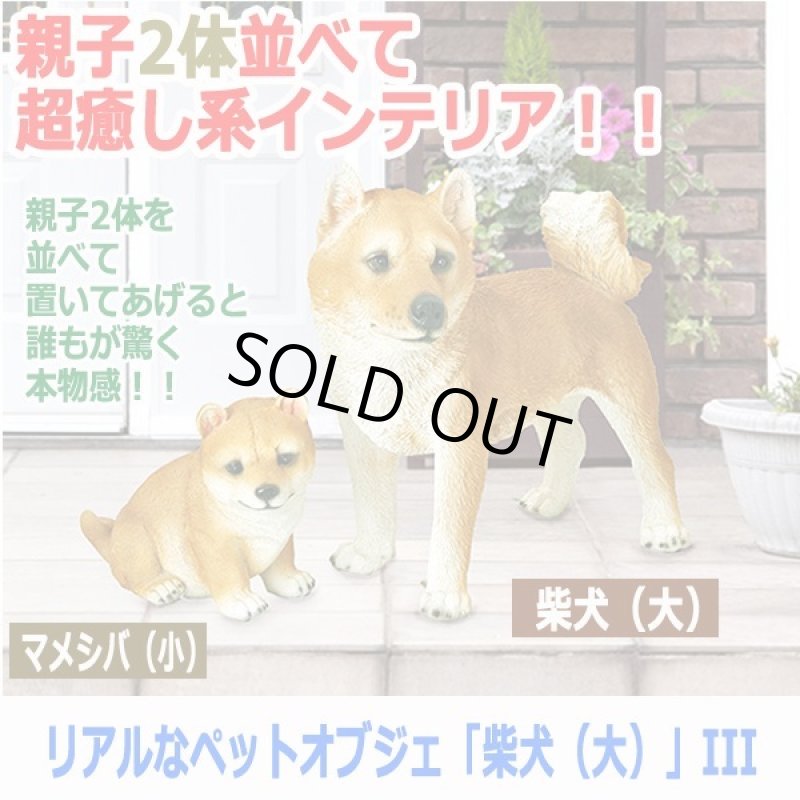 画像5: リアルなペットオブジェ「柴犬(大)」III  (5)