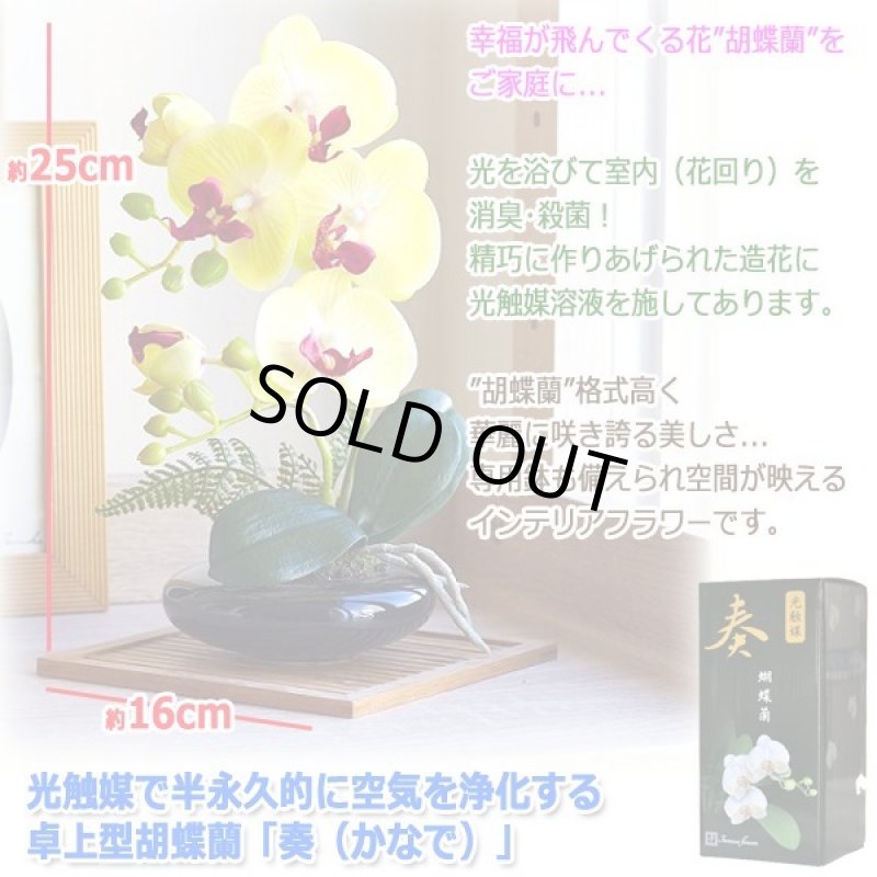 画像6: 光触媒で半永久的に空気を浄化する卓上型胡蝶蘭「奏(かなで)」 (6)