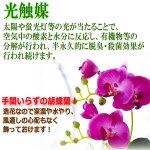 画像2: 光触媒で半永久的に空気を浄化する卓上型胡蝶蘭「奏（かなで）」 (2)