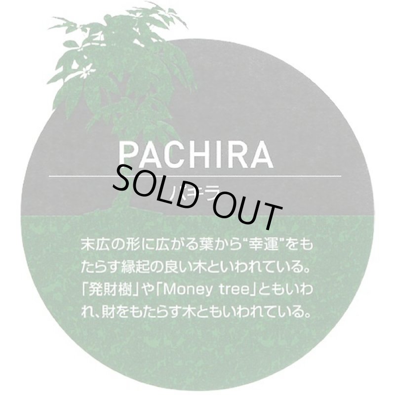 画像5: 光触媒グリーンアレンジ「パキラ90」  (5)