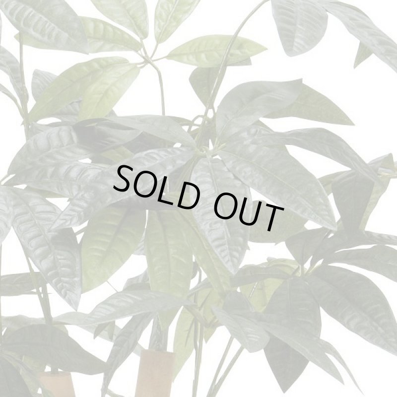 画像3: 光触媒グリーンアレンジ「パキラ90」  (3)