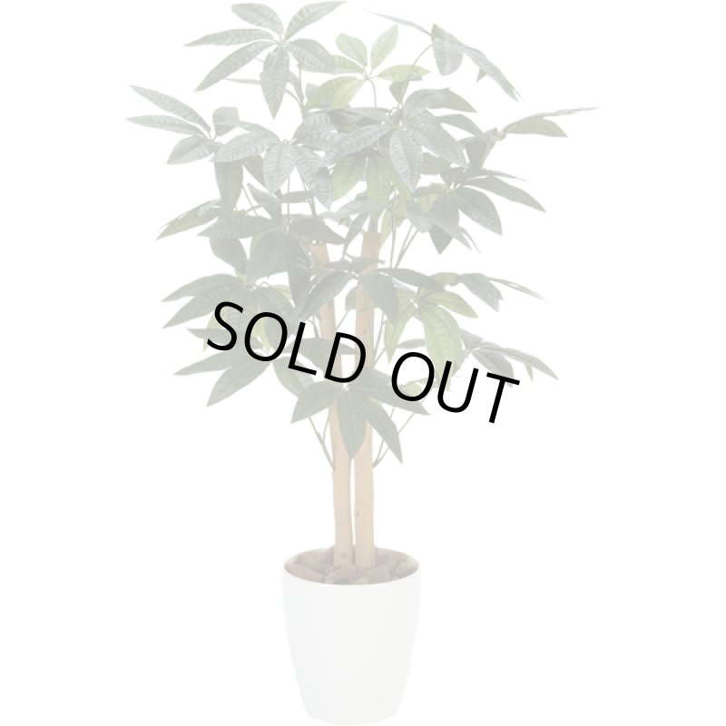 画像2: 光触媒グリーンアレンジ「パキラ90」  (2)