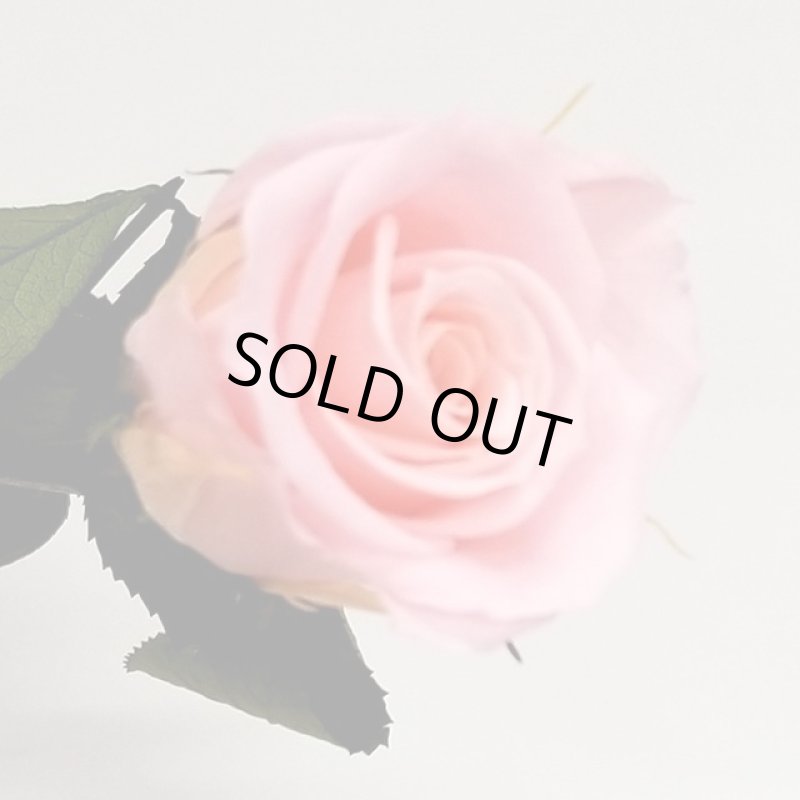 画像10: プリザーブドフラワー「Short Stem Rose LiccA リカちゃん プリザローズ ギフトパッケージ」 (10)