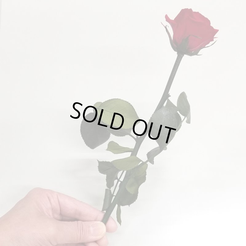 画像12: プリザーブドフラワー「MINI Bell Rose ステム付ローズ ミニベルローズ ギフトパッケージ」2BOXセット (12)