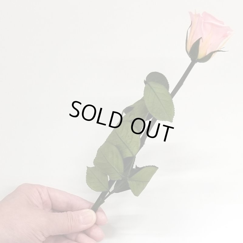 画像10: プリザーブドフラワー「MINI Bell Rose ステム付ローズ ミニベルローズ ギフトパッケージ」2BOXセット (10)