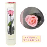 画像15: プリザーブドフラワー「MINI Bell Rose ステム付ローズ ミニベルローズ ギフトパッケージ」2BOXセット (15)